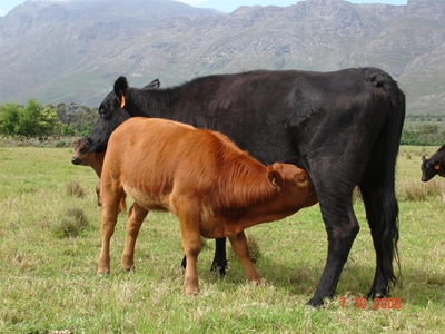 Limousin Boeredag kyk na Limousin se eienskappe